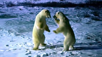 Polar Bear Hunting