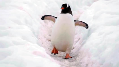 Penguin Counters