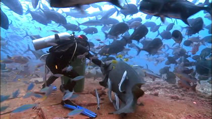 Best of Explore – Shark Diving