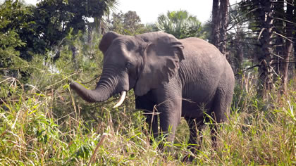 Best of Explore &ndash; Elephant Adventure